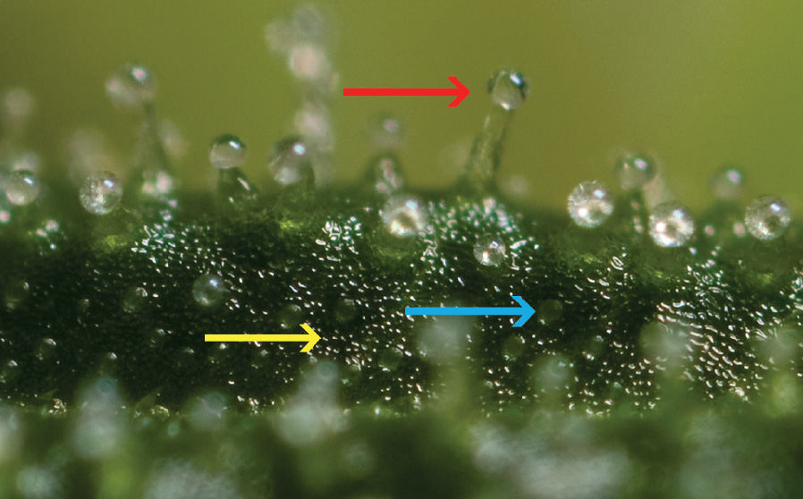 Trichomes under magnification