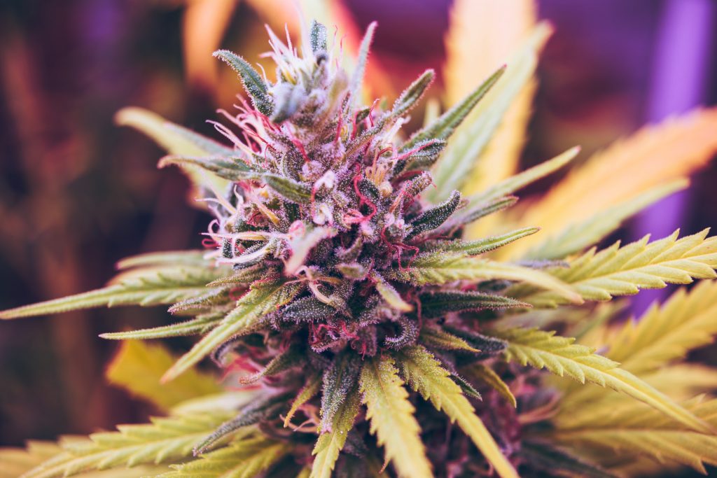 Strain Review: White Widow: Benefits, Effects, Uses, and more
