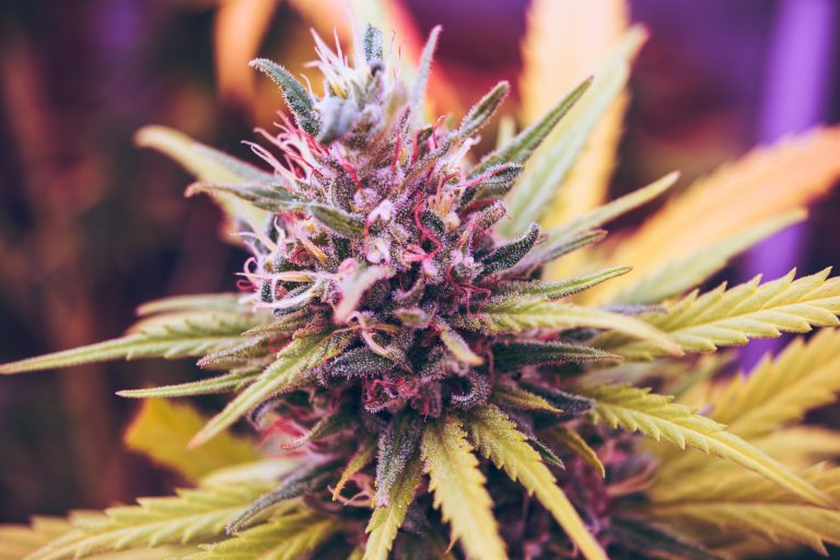 Strain Review: White Widow: Benefits, Effects, Uses, and more
