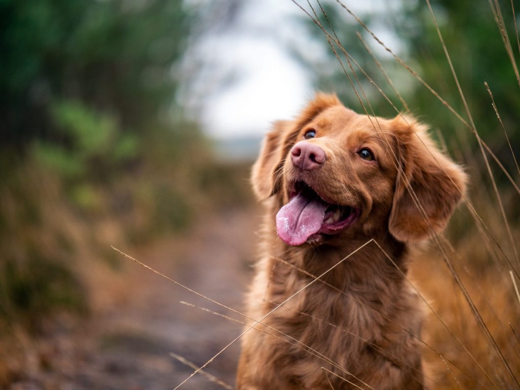 5 Things I've Learned Since Giving My Dog A CBD Tincture