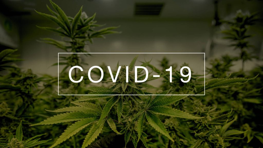 Cannabis and COVID-19 â€“ What Do We Know