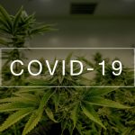 Let's Talk About Cannabis and COVID-19: What's the Latest?