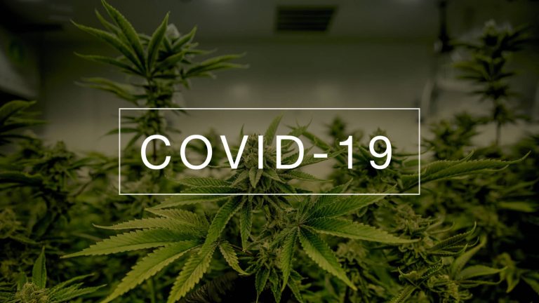 Cannabis and COVID-19 â€“ What Do We Know