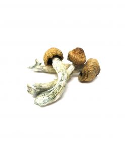 PE Shrooms