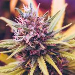 5 Must Try Cannabis Strains at Green Bangers
