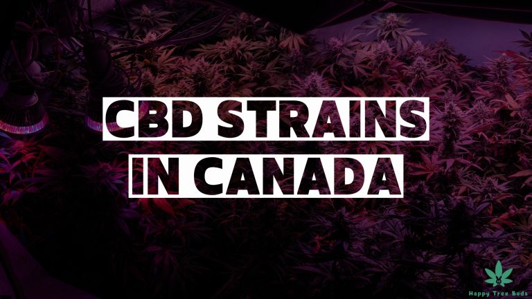 CBD strains in Canada