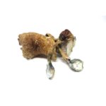 African Transkei - Raw Mushrooms