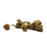 Golden Teachers- Raw Mushrooms
