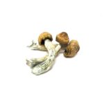 Blue Meanies - Raw Mushrooms